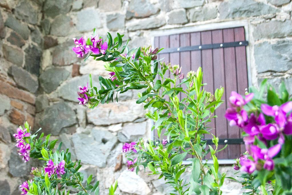 Due Pini Διαμέρισμα Corniglia Εξωτερικό φωτογραφία
